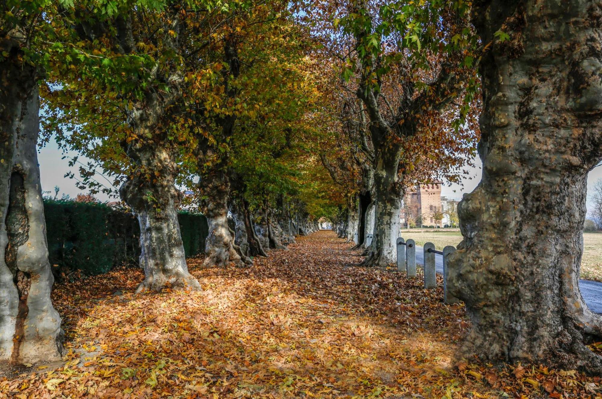 Via Roma Guest House Cherasco Exteriér fotografie